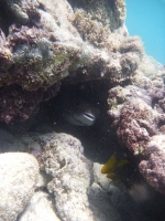 Porcupinefish Hiding