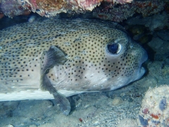 Porcupinefish and green moray