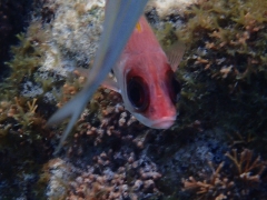 Squirrelfish gives us the eye