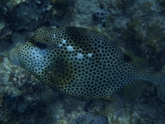 Smooth trunkfish