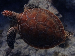 Green Turtle at Malmok Beach