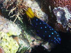 Yellowtail damselfish