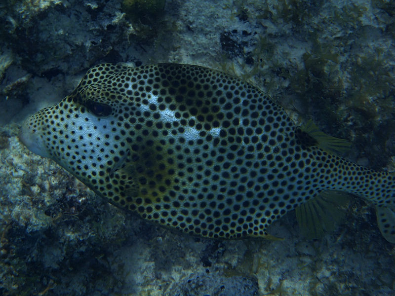 Smooth trunkfish