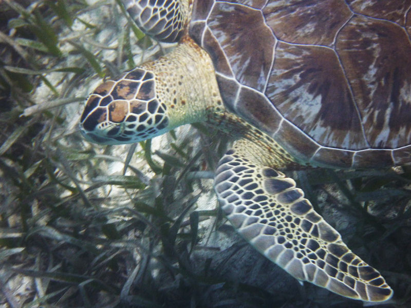 Green Turtle, Boca Catalina, Aruba