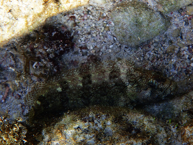 A type of blenny