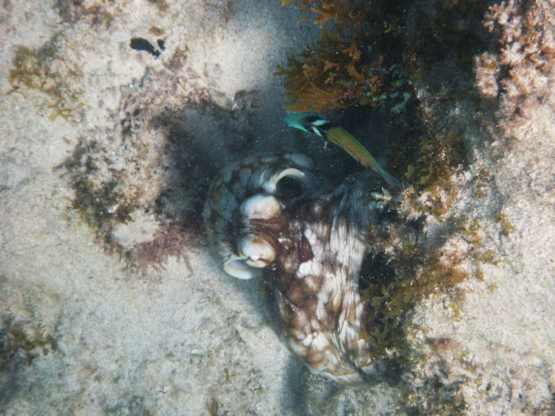 Octopus, Malmok Beach