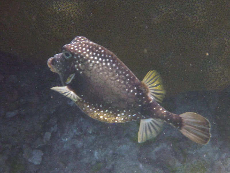 Smooth trunkfish