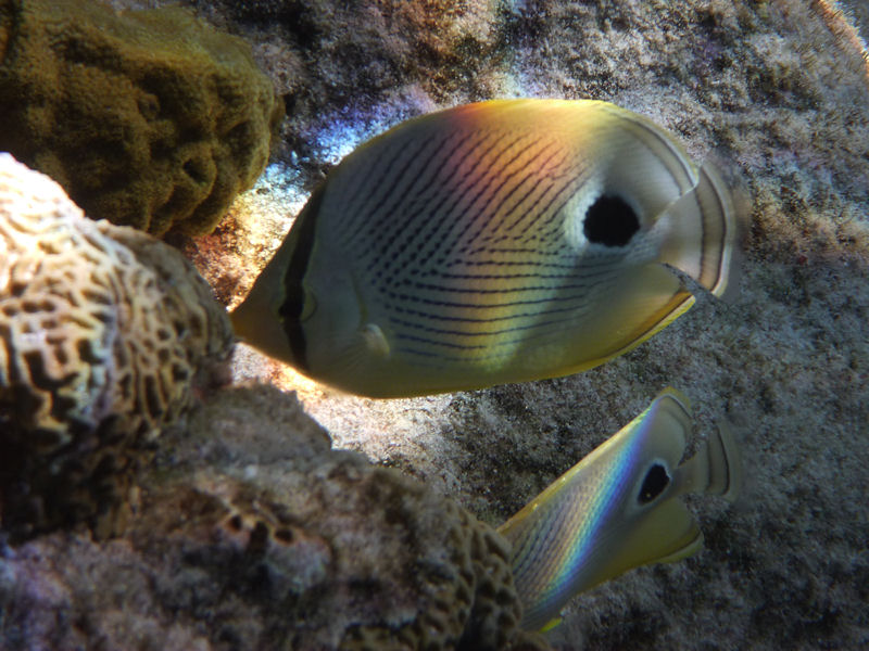 Foureyed Butterflyfish