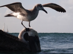 Pelican and friend