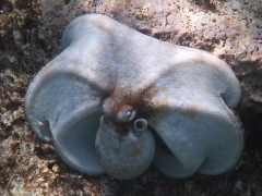 Octopus inflates