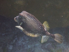 Smooth trunkfish