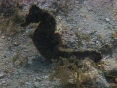 Seahorse!