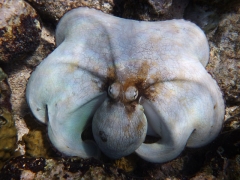 Octopus puffs up