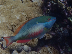 Parrotfish?