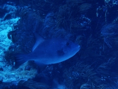 Ocean Triggerfish