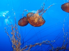 Jellyfish