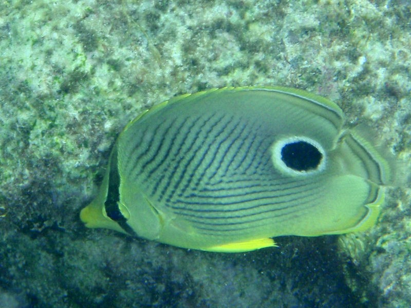 Four eyed Butterflyfish