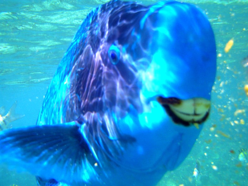 Smiling blue parrotfish... 