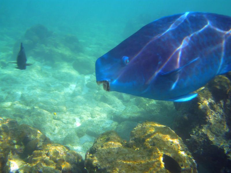 Blue ParrotFish