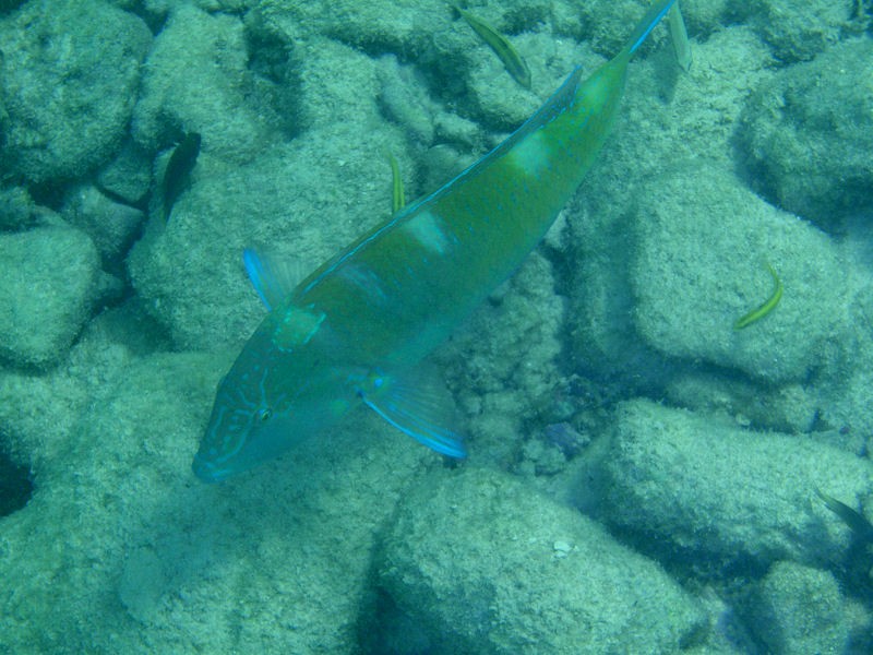 Puddingwife