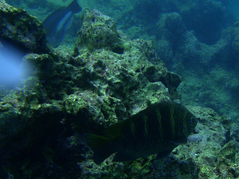 A Dusky damselfish