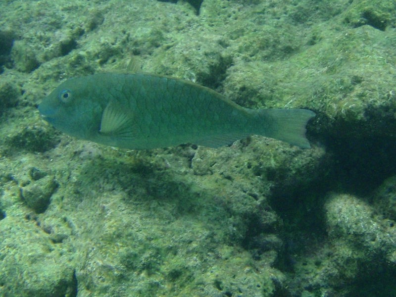 Another parrotfish