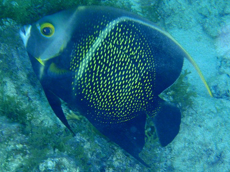 The French Angelfish again!
