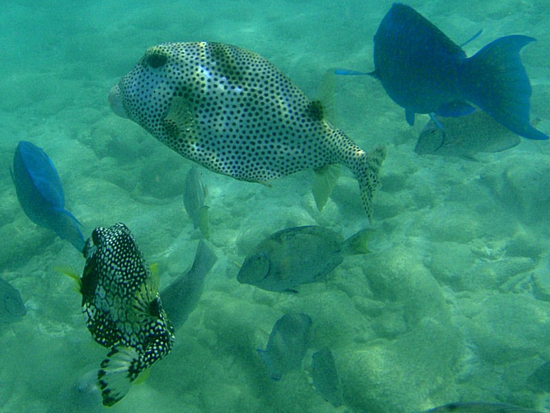 Spotted TrunkFish