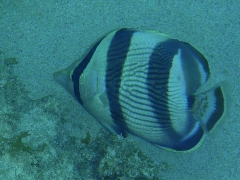 Banded Angelfish