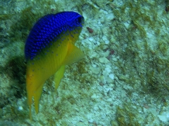 A juvenile Beaugregory 