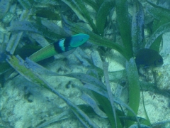 Bluehead wrasse