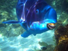 Blue parrotfish