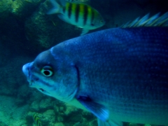 Fish at Baby Beach