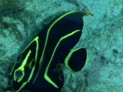 Juvenile French angelfish