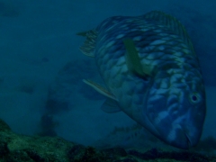 Juvenile Parrotfish