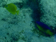Juvenile fish