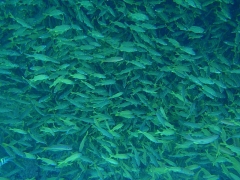 Lotsa fish