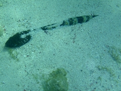 A sanddiver, partially submerged.