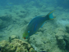 Queen parrotfish