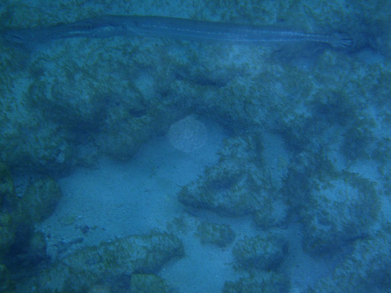A large trumpetfish