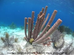 Klein Bonaire