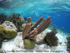 Klein Bonaire