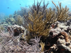 Klein Bonaire