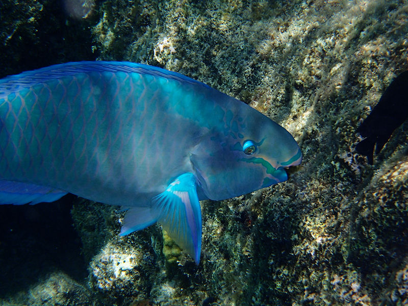 Parrotfish munches