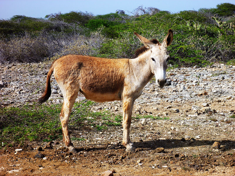 Donkey in Bonaire