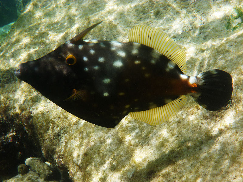 Spotted Filefish