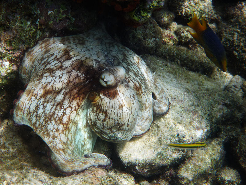 Octopus, Bonaire