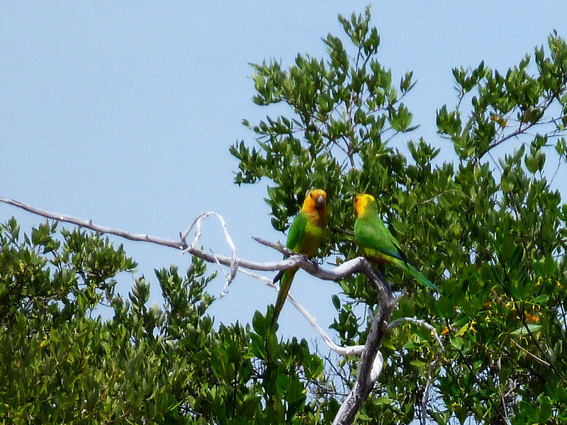 Couple of Lora Parrots