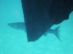 Big shy barracuda