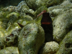 Red-lipped Blenny